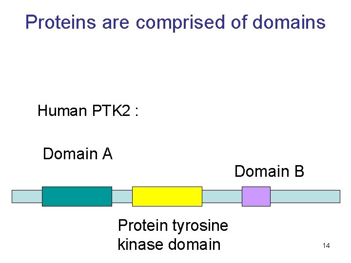 Proteins are comprised of domains Human PTK 2 : Domain A Domain B Protein
