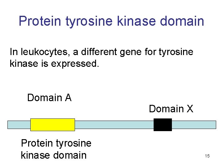 Protein tyrosine kinase domain In leukocytes, a different gene for tyrosine kinase is expressed.