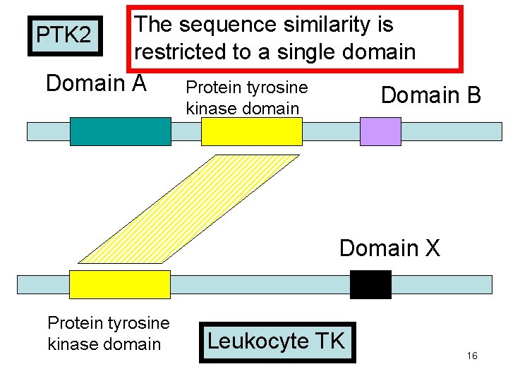 The sequence similarity is restricted to a single domain Domain A Protein tyrosine Domain