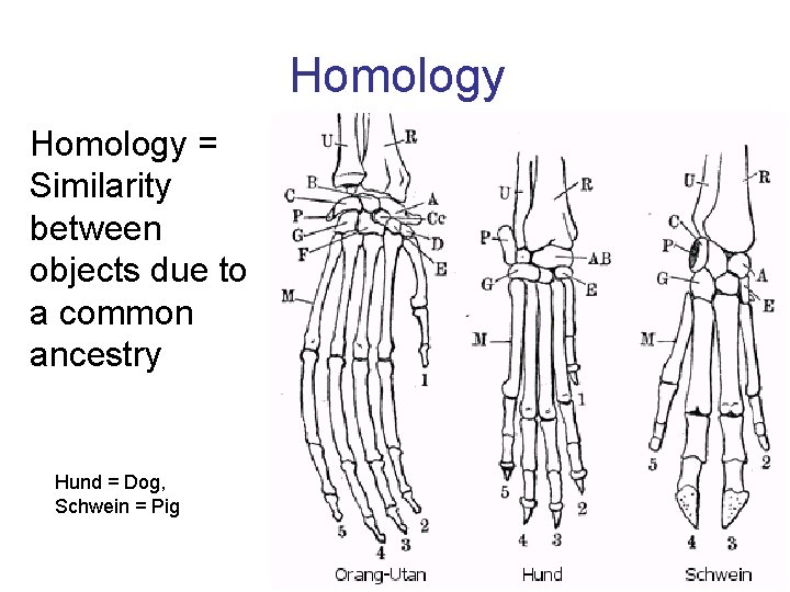 Homology = Similarity between objects due to a common ancestry Hund = Dog, Schwein