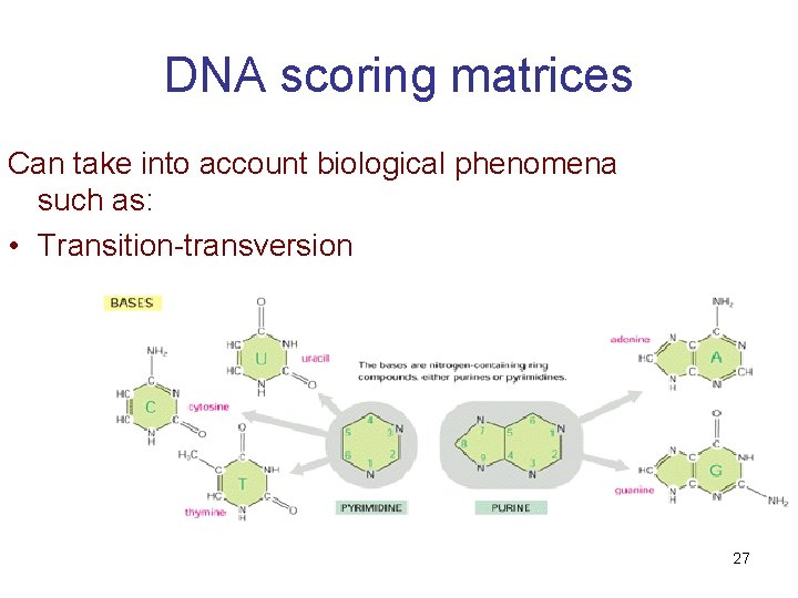 DNA scoring matrices Can take into account biological phenomena such as: • Transition-transversion 27