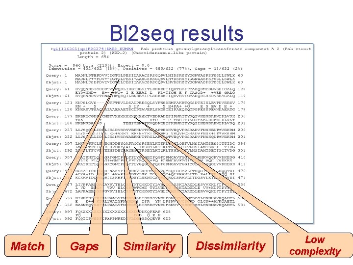 Bl 2 seq results Match Gaps Similarity Dissimilarity Low complexity 