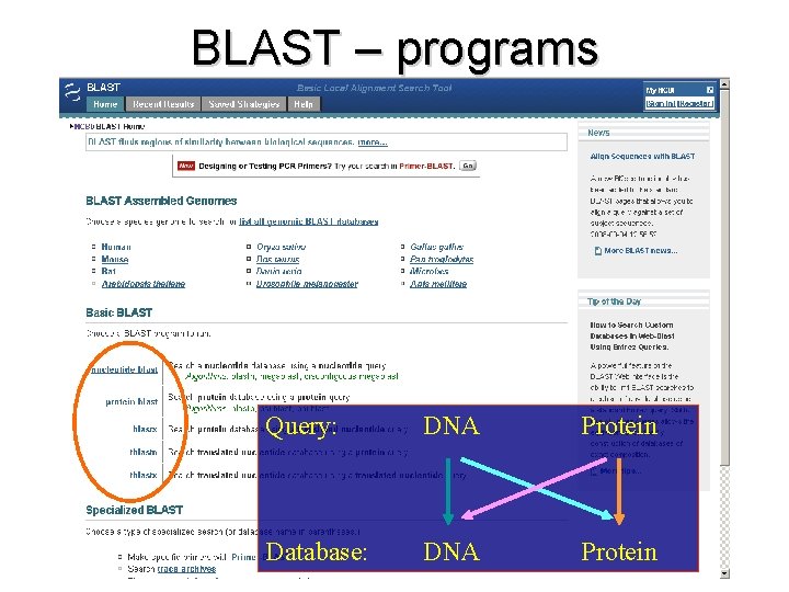 BLAST – programs Query: DNA Protein Database: DNA Protein 