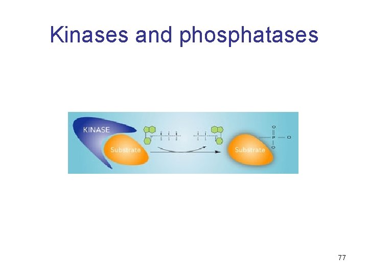 Kinases and phosphatases 77 