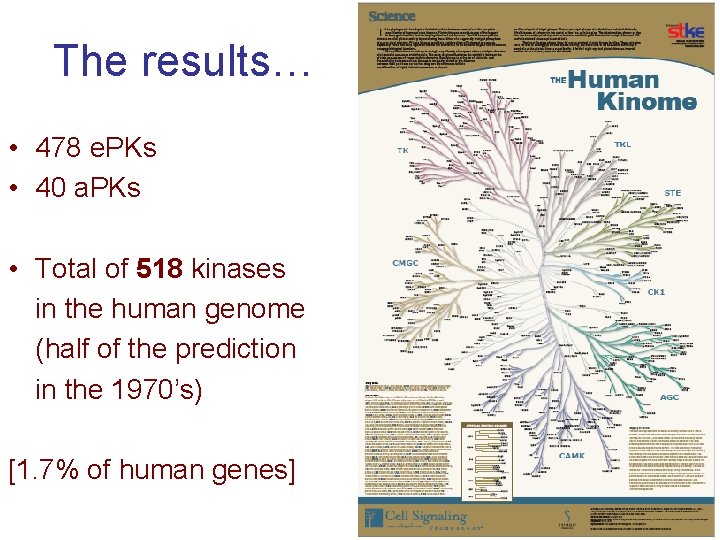 The results… • 478 e. PKs • 40 a. PKs • Total of 518