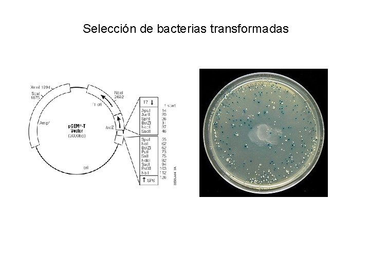 Selección de bacterias transformadas 