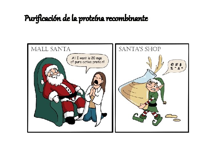 Purificación de la proteína recombinante 