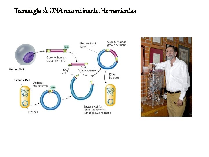 Tecnología de DNA recombinante: Herramientas 