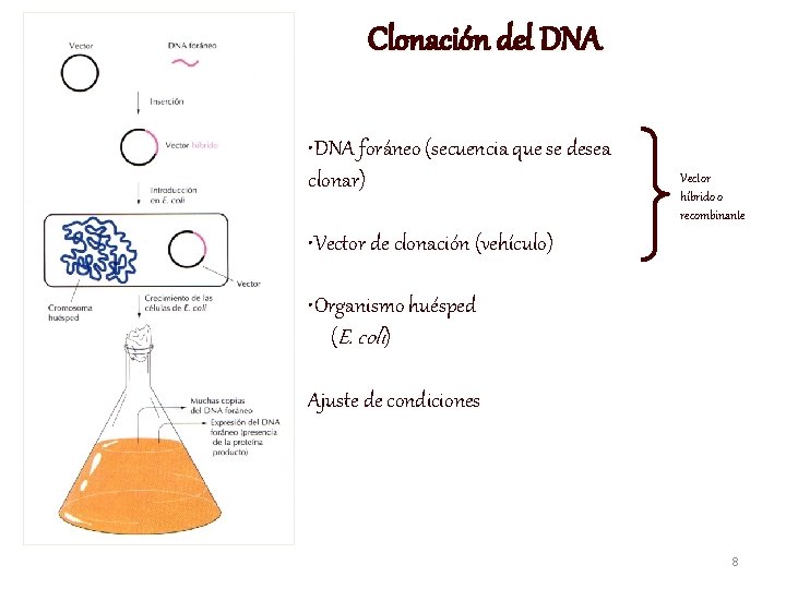 Clonación del DNA • DNA foráneo (secuencia que se desea clonar) Vector híbrido o