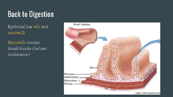 Back to Digestion Epithelial has villi and microvilli Microvilli contain brush border (lactose intolerance)