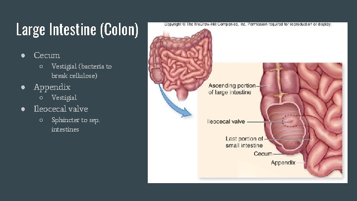 Large Intestine (Colon) ● Cecum ○ Vestigial (bacteria to break cellulose) ● Appendix ○