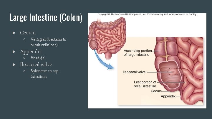 Large Intestine (Colon) ● Cecum ○ Vestigial (bacteria to break cellulose) ● Appendix ○ Large Intestine (Colon) ● Cecum ○ Vestigial (bacteria to break cellulose) ● Appendix ○