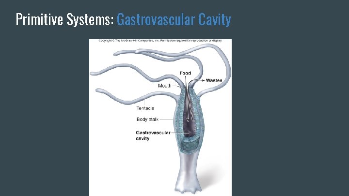 Primitive Systems: Gastrovascular Cavity Primitive Systems: Gastrovascular Cavity