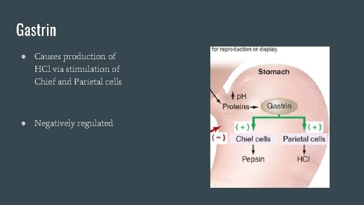 Gastrin ● Causes production of HCl via stimulation of Chief and Parietal cells ●