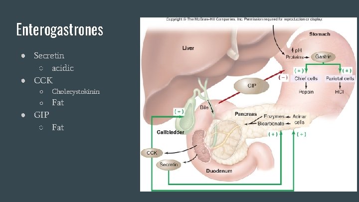 Enterogastrones ● Secretin ○ acidic ● CCK ○ Cholecystokinin ○ Fat ● GIP ○ Enterogastrones ● Secretin ○ acidic ● CCK ○ Cholecystokinin ○ Fat ● GIP ○