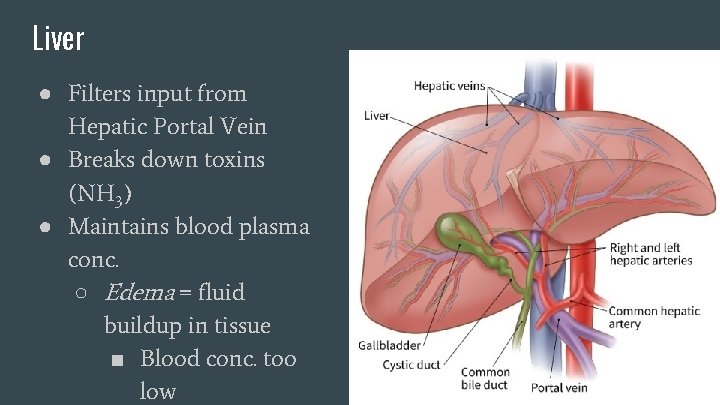 Liver ● Filters input from Hepatic Portal Vein ● Breaks down toxins (NH 3) Liver ● Filters input from Hepatic Portal Vein ● Breaks down toxins (NH 3)