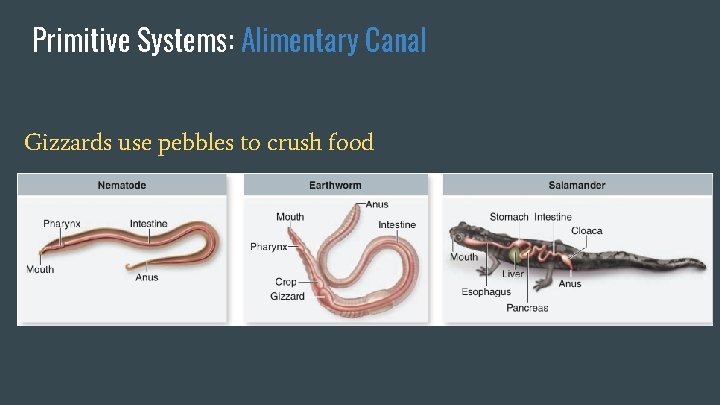 Primitive Systems: Alimentary Canal Gizzards use pebbles to crush food 