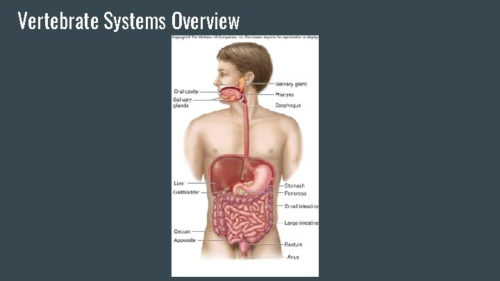 Vertebrate Systems Overview Vertebrate Systems Overview