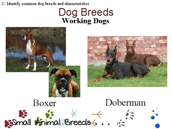C. Identify common dog breeds and characteristics Dog Breeds Working Dogs Boxer Doberman 
