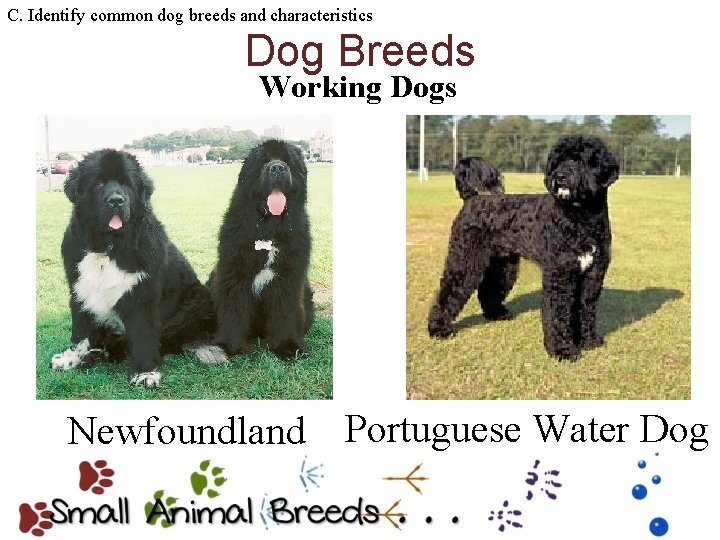 C. Identify common dog breeds and characteristics Dog Breeds Working Dogs Newfoundland Portuguese Water
