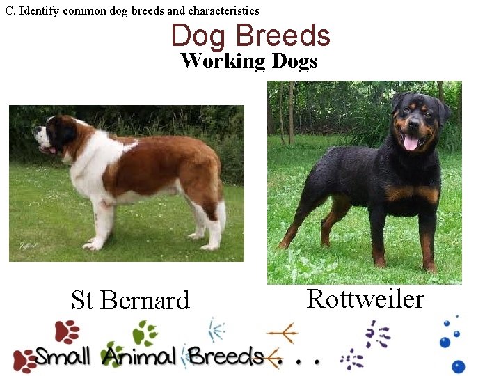 C. Identify common dog breeds and characteristics Dog Breeds Working Dogs St Bernard Rottweiler