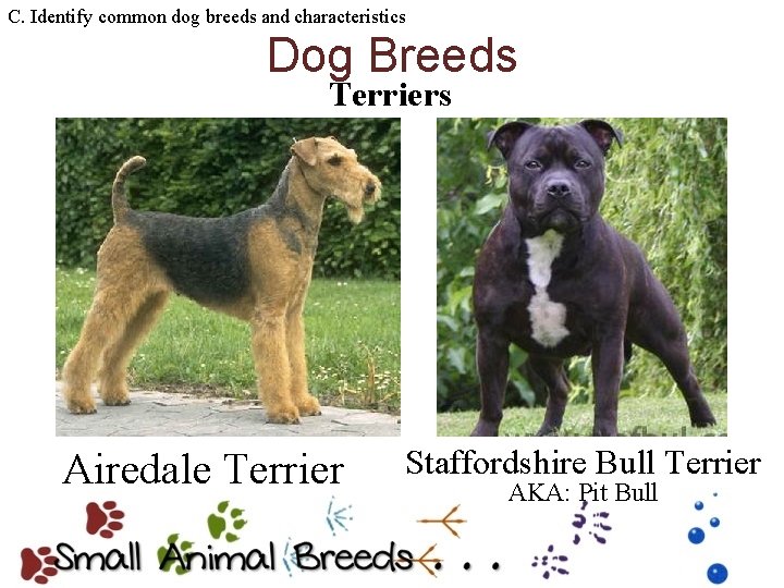 C. Identify common dog breeds and characteristics Dog Breeds Terriers Airedale Terrier Staffordshire Bull