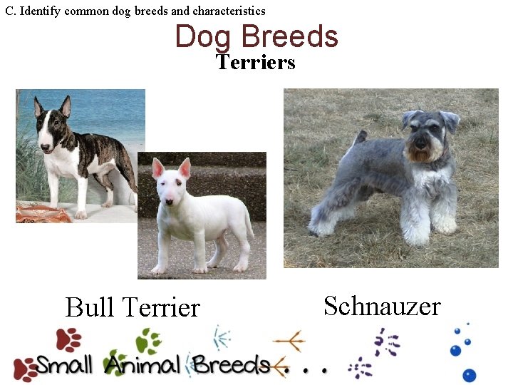 C. Identify common dog breeds and characteristics Dog Breeds Terriers Bull Terrier Schnauzer 