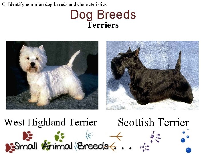 C. Identify common dog breeds and characteristics Dog Breeds Terriers West Highland Terrier Scottish