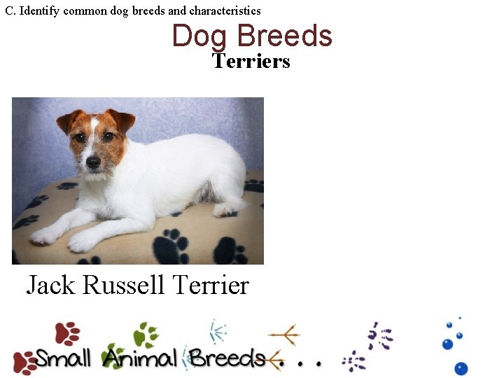 C. Identify common dog breeds and characteristics Dog Breeds Terriers Jack Russell Terrier 