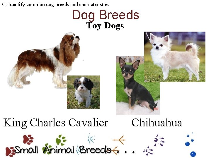 C. Identify common dog breeds and characteristics Dog Breeds Toy Dogs King Charles Cavalier