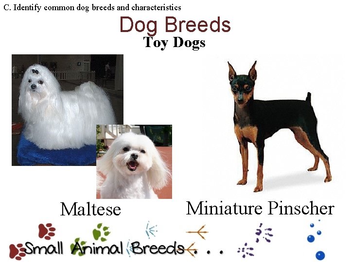 C. Identify common dog breeds and characteristics Dog Breeds Toy Dogs Maltese Miniature Pinscher