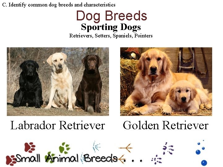 C. Identify common dog breeds and characteristics Dog Breeds Sporting Dogs Retrievers, Setters, Spaniels,