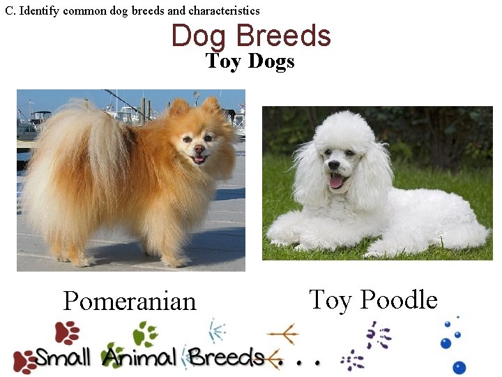 C. Identify common dog breeds and characteristics Dog Breeds Toy Dogs Pomeranian Toy Poodle