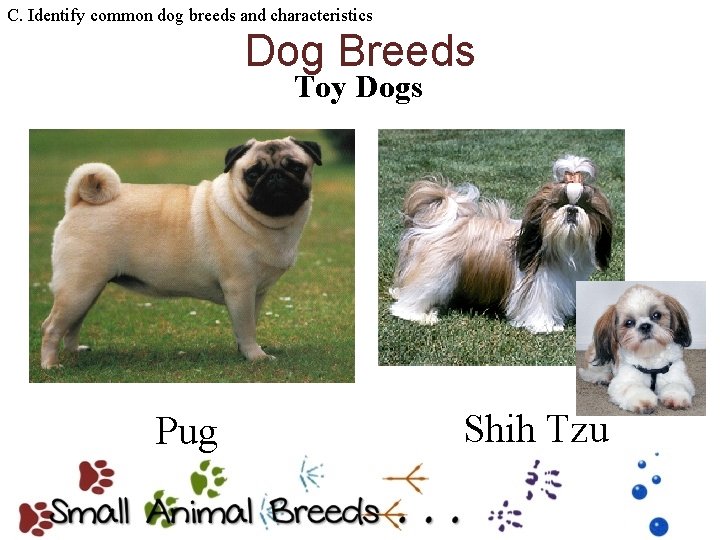 C. Identify common dog breeds and characteristics Dog Breeds Toy Dogs Pug Shih Tzu