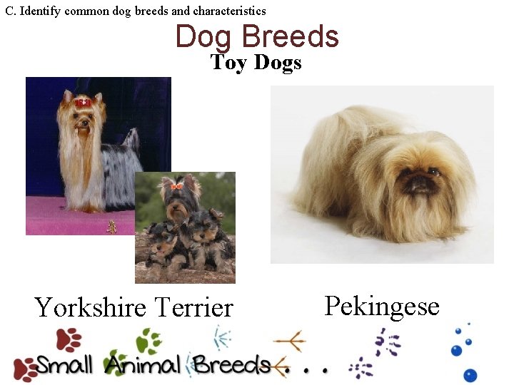 C. Identify common dog breeds and characteristics Dog Breeds Toy Dogs Yorkshire Terrier Pekingese