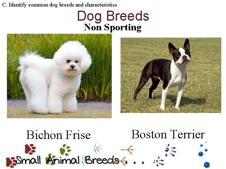 C. Identify common dog breeds and characteristics Dog Breeds Non Sporting Bichon Frise Boston