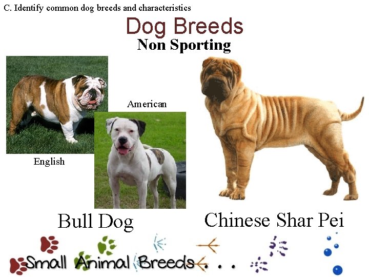 C. Identify common dog breeds and characteristics Dog Breeds Non Sporting American English Bull