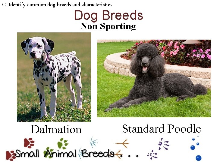 C. Identify common dog breeds and characteristics Dog Breeds Non Sporting Dalmation Standard Poodle