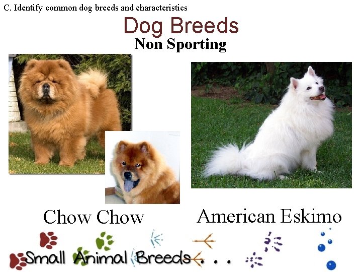 C. Identify common dog breeds and characteristics Dog Breeds Non Sporting Chow American Eskimo