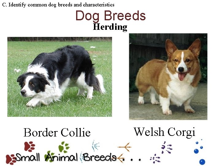C. Identify common dog breeds and characteristics Dog Breeds Herding Border Collie Welsh Corgi