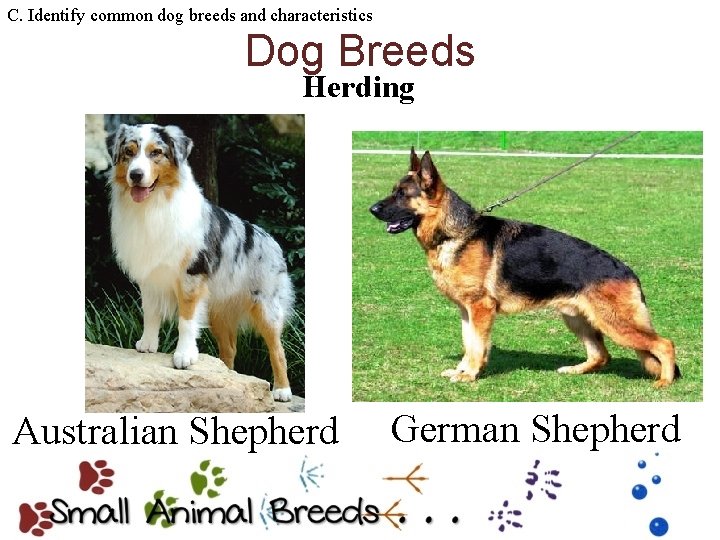 C. Identify common dog breeds and characteristics Dog Breeds Herding Australian Shepherd German Shepherd