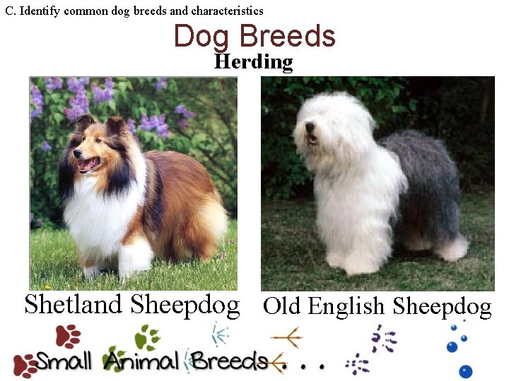 C. Identify common dog breeds and characteristics Dog Breeds Herding Shetland Sheepdog Old English