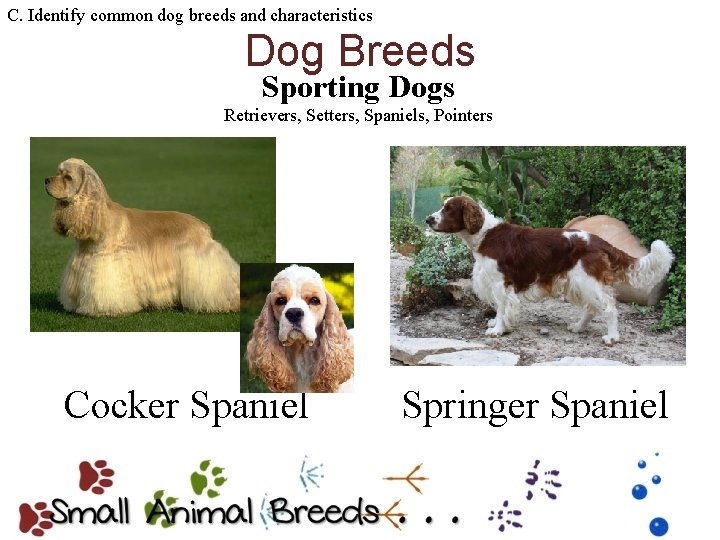 C. Identify common dog breeds and characteristics Dog Breeds Sporting Dogs Retrievers, Setters, Spaniels,