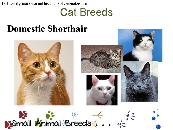 D. Identify common cat breeds and characteristics Cat Breeds Domestic Shorthair 