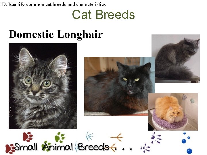 D. Identify common cat breeds and characteristics Cat Breeds Domestic Longhair 