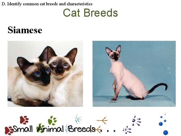 D. Identify common cat breeds and characteristics Cat Breeds Siamese 