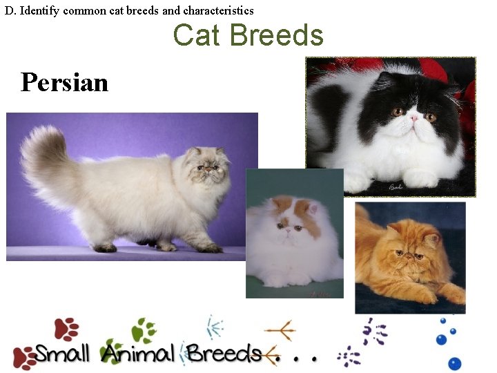 D. Identify common cat breeds and characteristics Cat Breeds Persian 