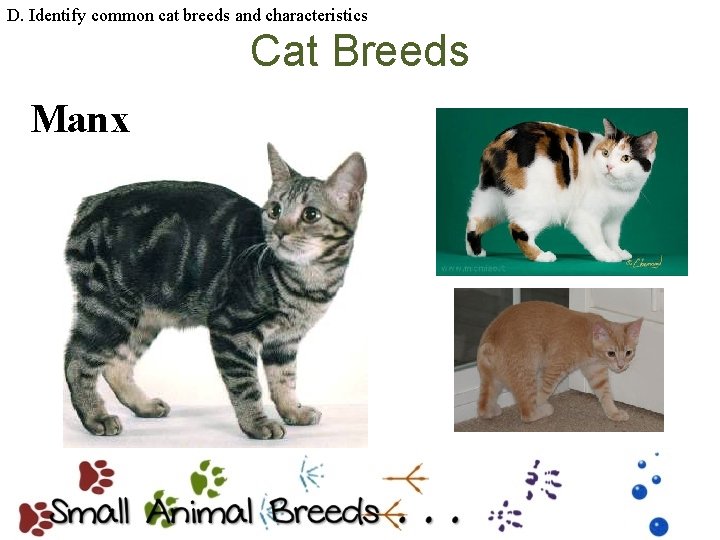 D. Identify common cat breeds and characteristics Cat Breeds Manx 