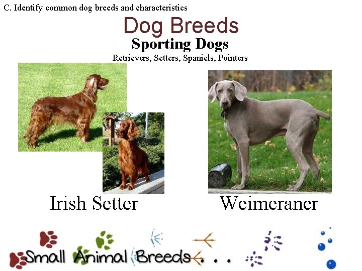 C. Identify common dog breeds and characteristics Dog Breeds Sporting Dogs Retrievers, Setters, Spaniels,