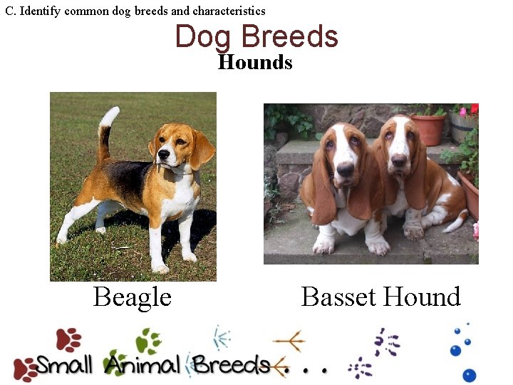 C. Identify common dog breeds and characteristics Dog Breeds Hounds Beagle Basset Hound 